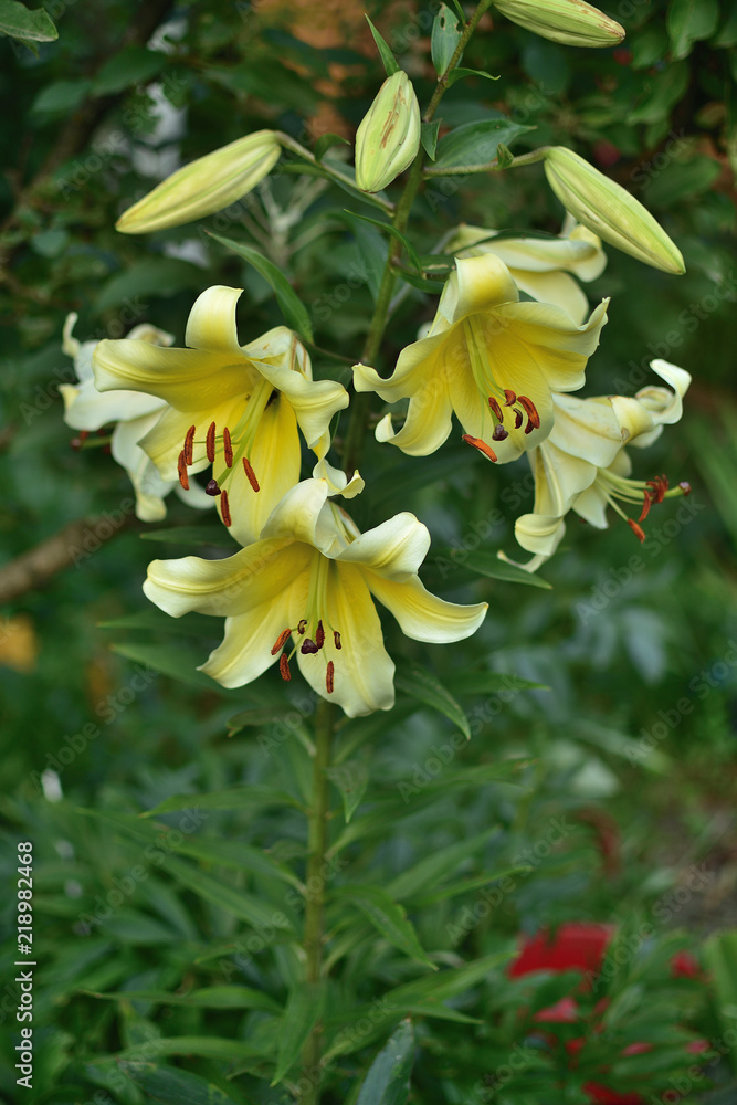 Obraz premium Flower white Lilia close-up.