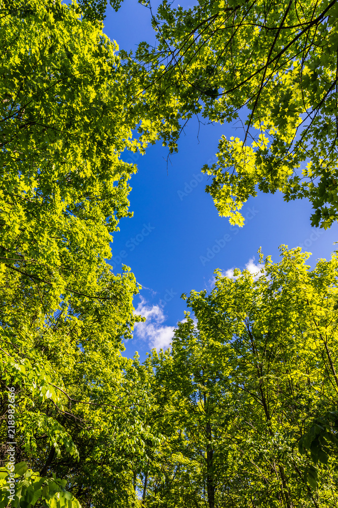 green foliage and blue sky