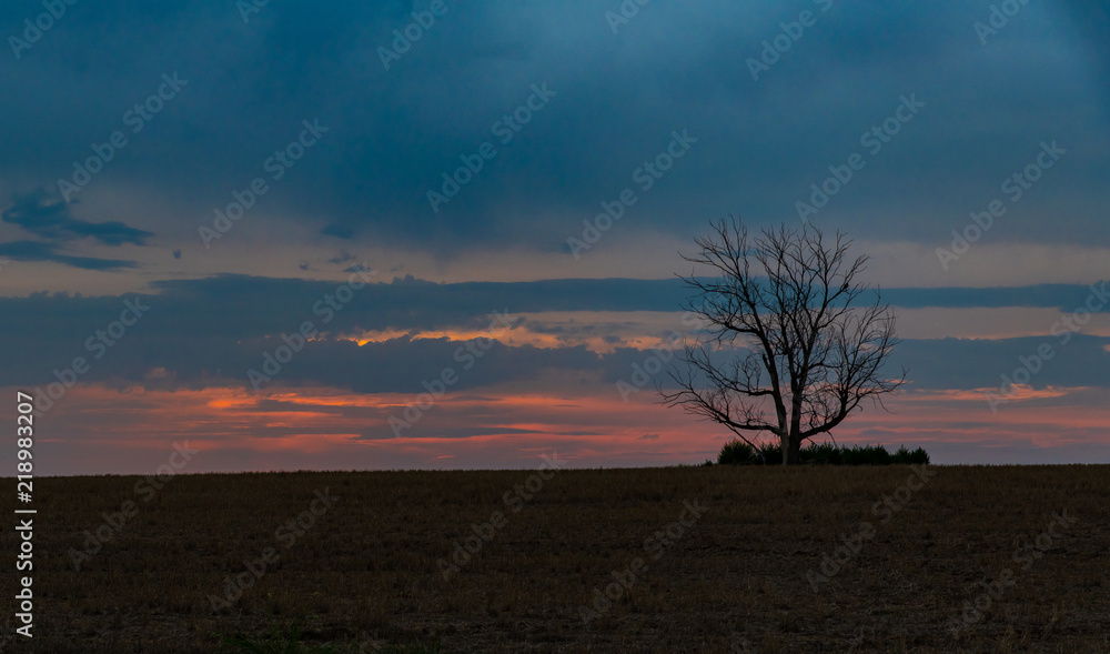 A Lone Tree on the Plains Of Colorado at Sunrise