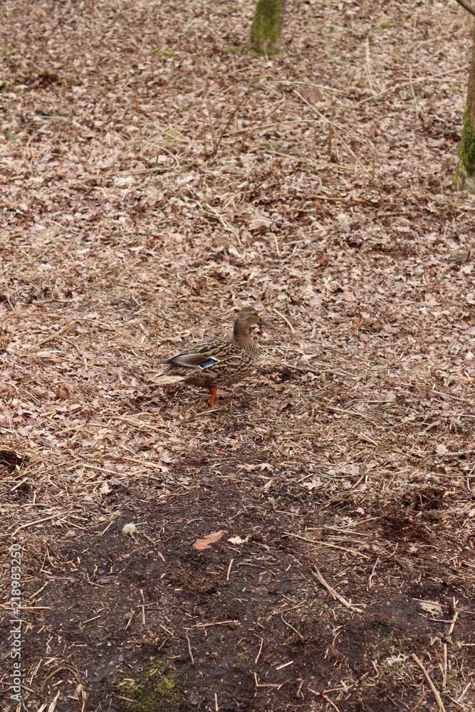 Duck Duck