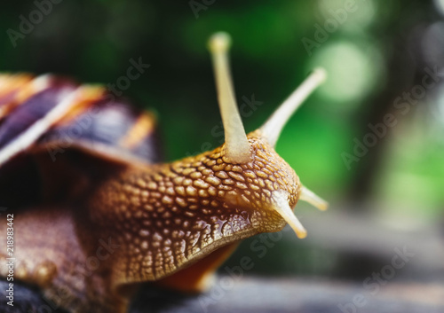 One snail on the natural background, macro view. Big beautiful helix with spiral shell.