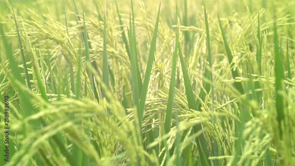 Slow motion Jasmine rice species See the wind swaying movement has caught the ears of grain ready to harvest. Feel the search for relaxation. The concept of agricultural cultivation Slow motion Jasmine rice species See the wind swaying movement has caught the ears of grain ready to harvest. Feel the search for relaxation. The concept of agricultural cultivation