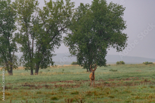 W White-tailed Deer on the Plains of Eastern Colorado on a Dreary Day