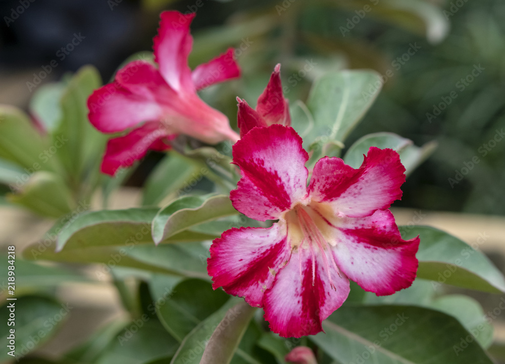 Adenium Adenium