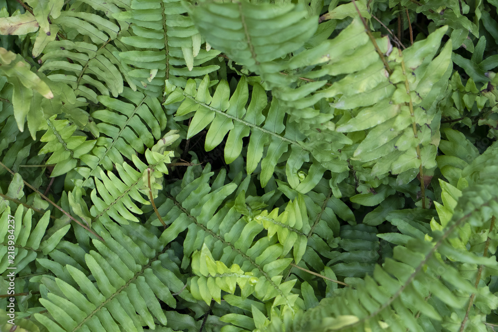 Fern Fern