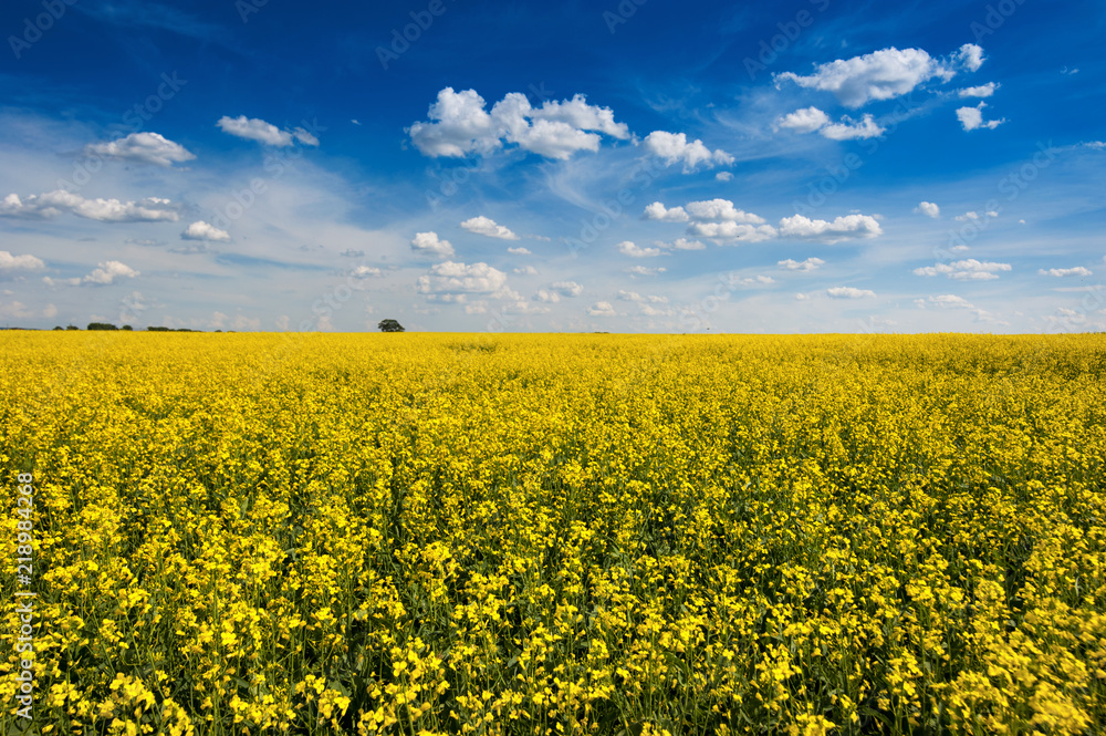 Bright yellow rapeseed field with beautiful cloudly sky Bright yellow rapeseed field with beautiful cloudly sky