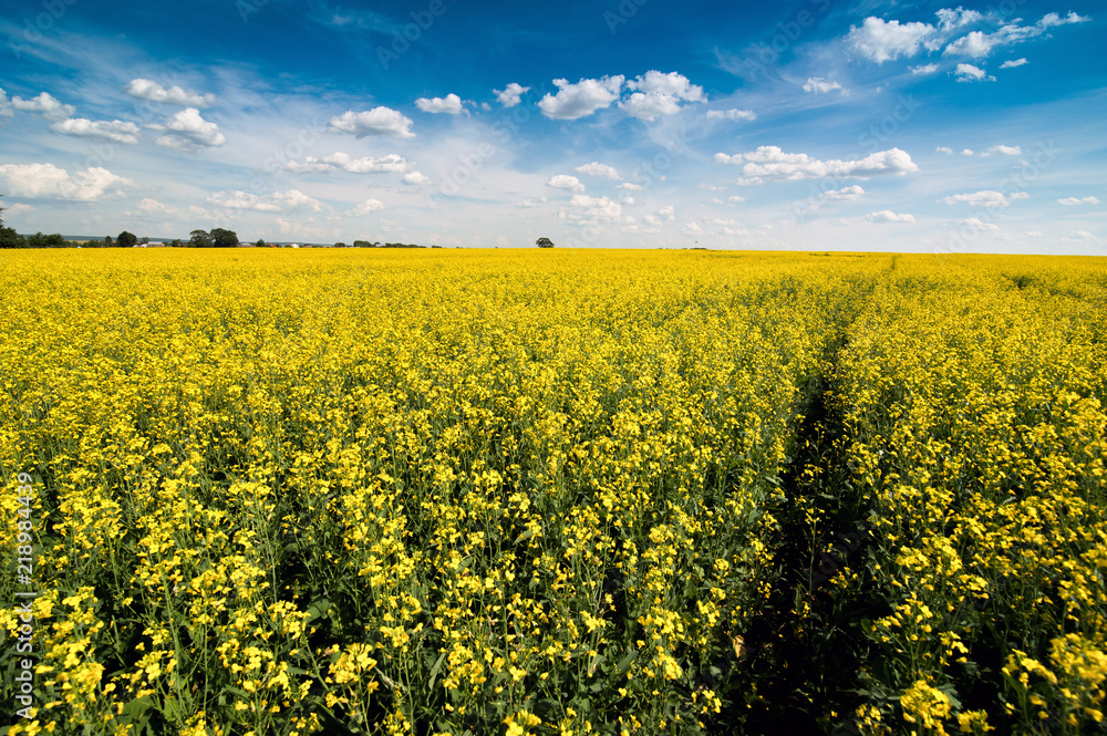 Obraz premium Field of Rape under vibrant blue sky