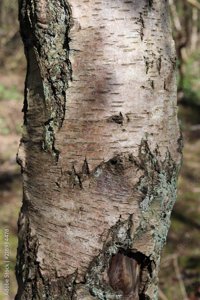 bark of a tree