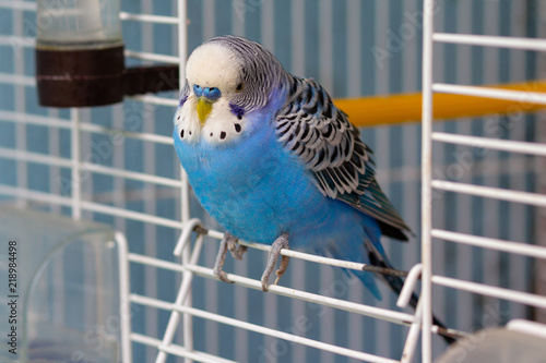 Blue wavy parrot sits at the exit of the cage. Birds