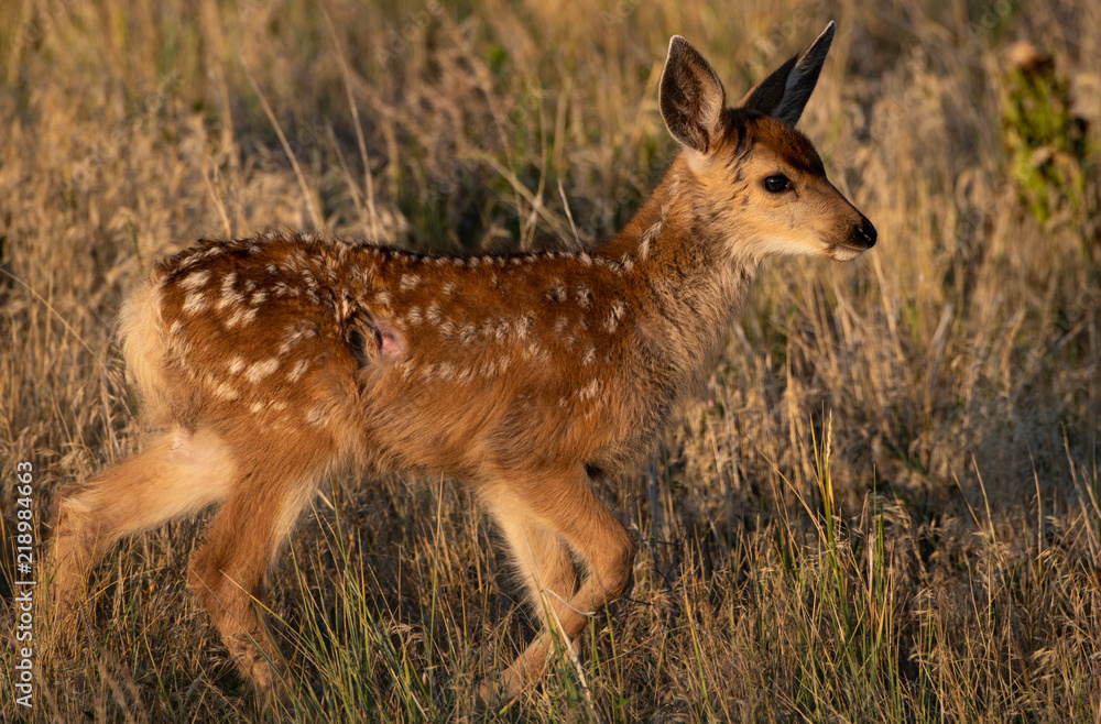 A Mule Deer Fawn Survives an Attack Leaving a Scar A Mule Deer Fawn Survives an Attack Leaving a Scar