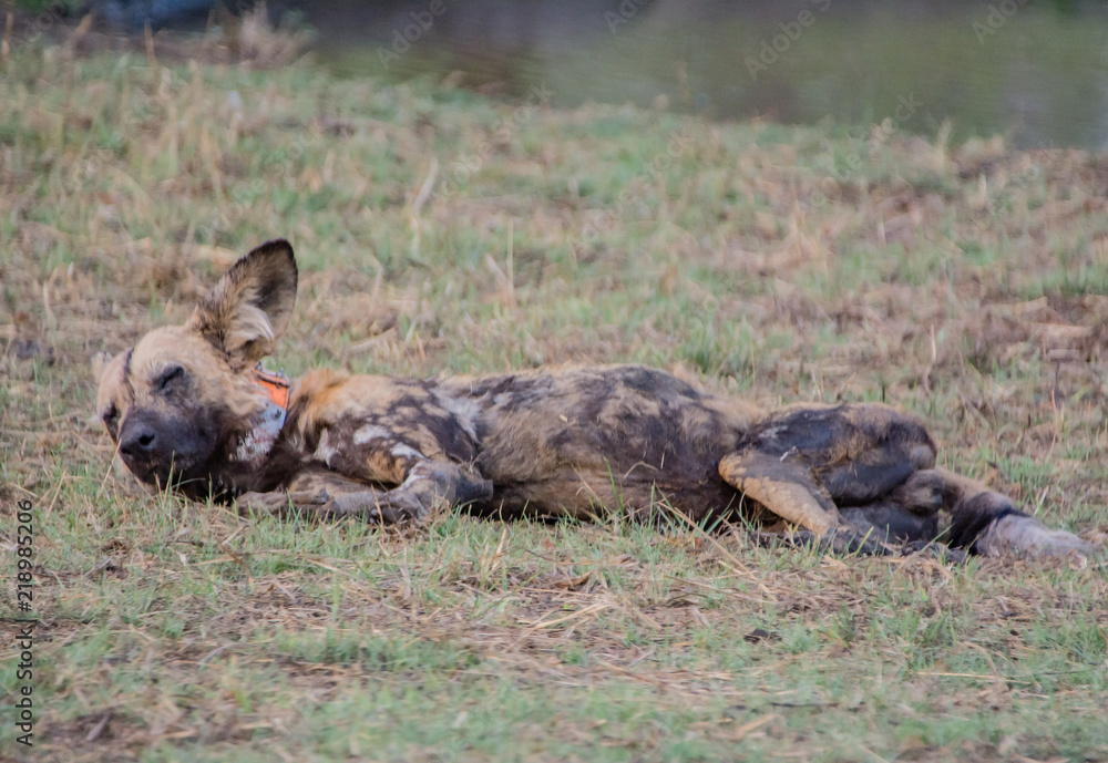 Afrikanische Wildhunde in der Savanne vom in Simbabwe, Südafrika Afrikanische Wildhunde in der Savanne vom in Simbabwe, Südafrika