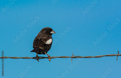 A Male Lark Bunting Perched on a Fence photo