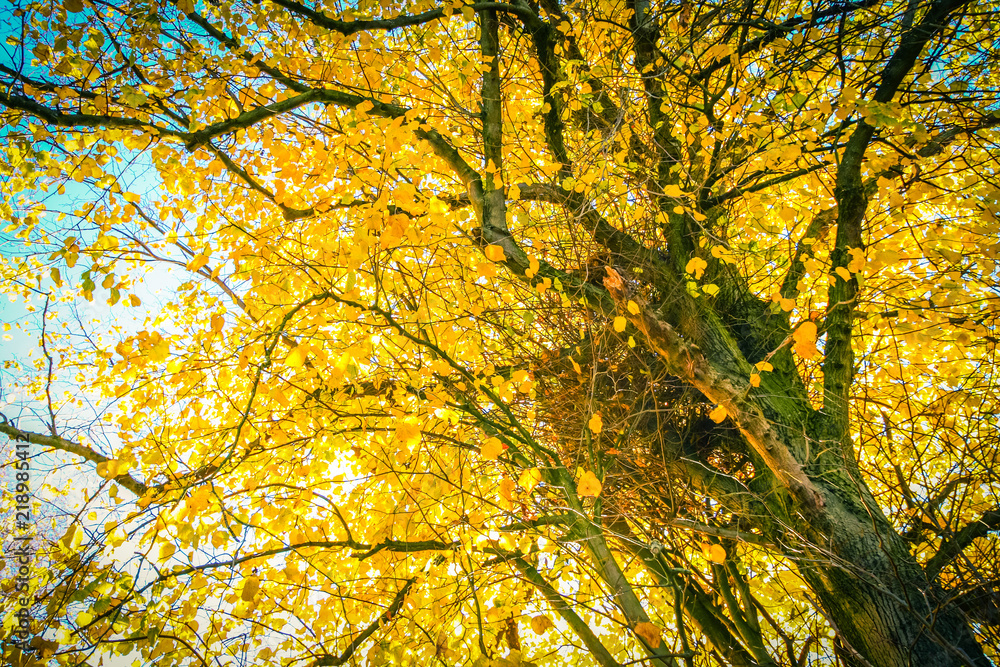 Beautiful, autumnal background with canopy of leaves and branches Beautiful, autumnal background with canopy of leaves and branches