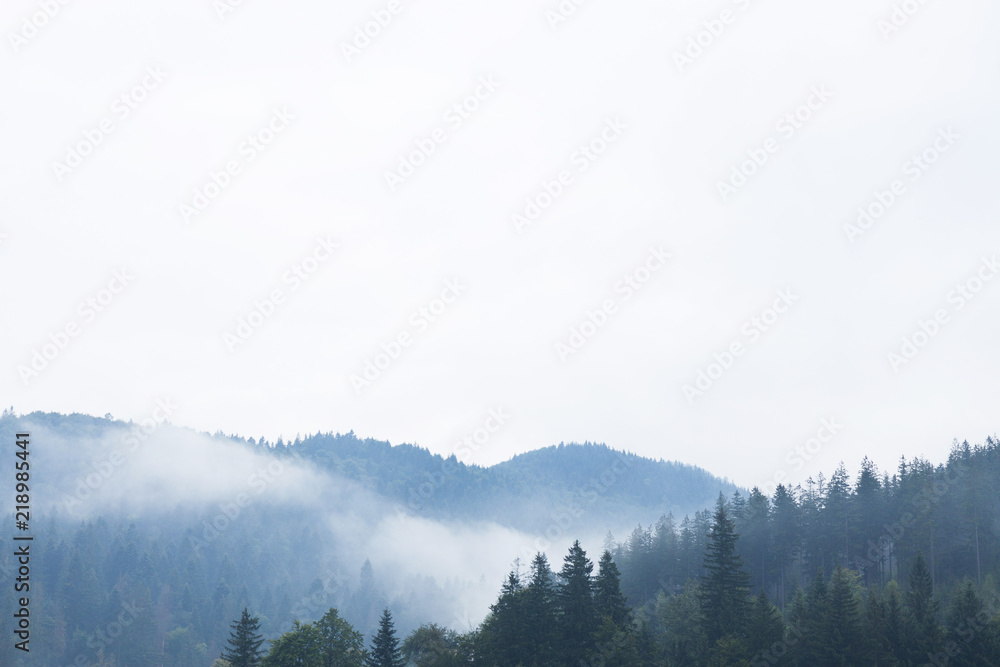 Mountain forest fog, pine tree landscape. Nature woods in mist.
