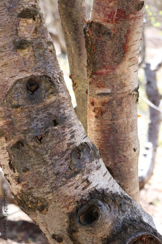 trunk of a tree