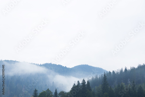 Mountain forest fog, pine tree landscape. Nature woods in mist.