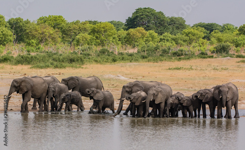 Elephants in the savanna of in Zimbabwe, South Africa