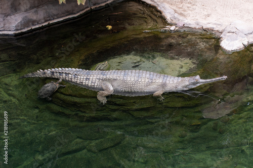 The Nile crocodile (Crocodylus niloticus) is an African crocodile, the largest freshwater predator in Africa, and may be considered the second-largest extant reptile and crocodilian in the world,