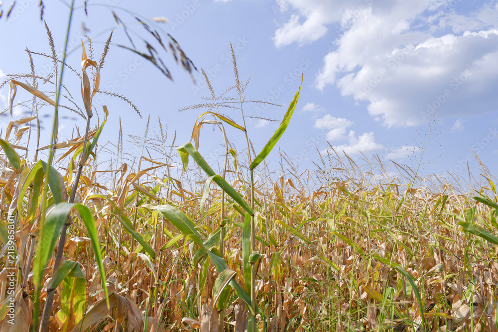 Naklejka premium Ripe corn field