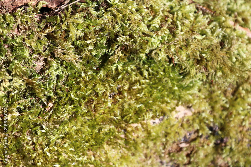 moss on the wall moss on the wall