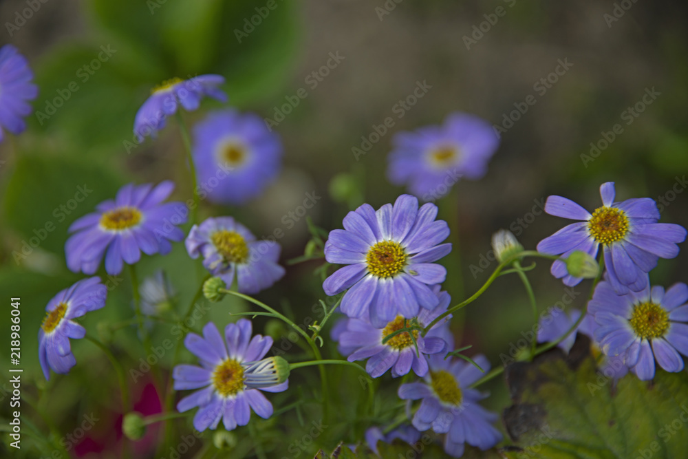 FLOWERS - violet camomiles FLOWERS - violet camomiles