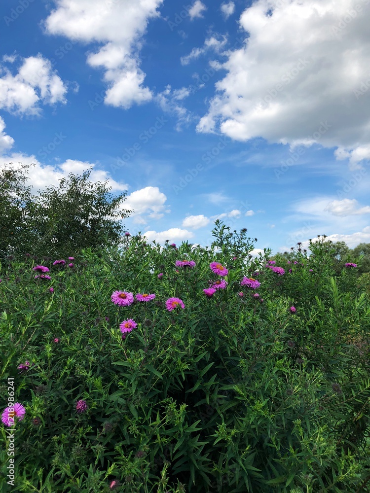 Beautiful lilac flowers in the field in summer Beautiful lilac flowers in the field in summer
