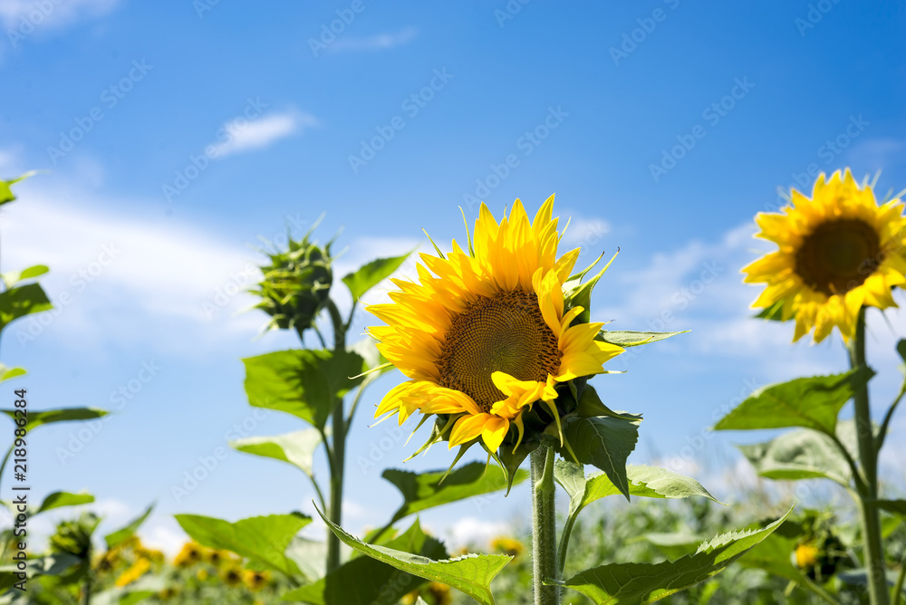The charming landscape of sunflowers against the sky. Sunflowers garden. The charming landscape of sunflowers against the sky. Sunflowers garden.