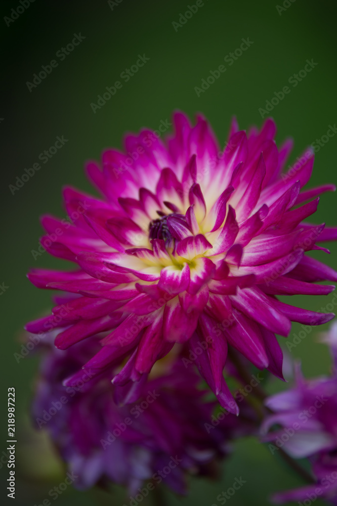 dahlia en vue verticale de couleur violette et jaune en été sur fonds vert et noir dahlia en vue verticale de couleur violette et jaune en été sur fonds vert et noir