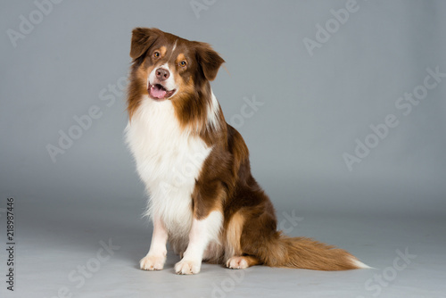 Hund Studio Süß Freisteller