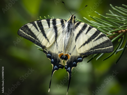 Morning macro photo of Swallow tail `Iphiclides podalirius` butterfly on a green needle of a Christmas tree