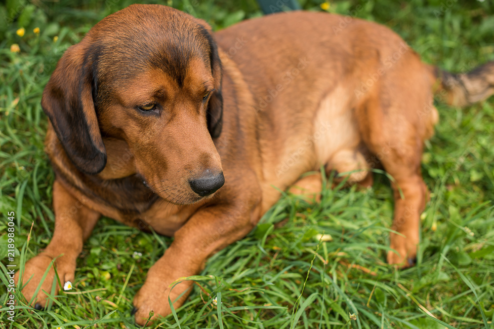 pure breed Alpine Dachsbracke dog brown dog summer outdoor shot close up pure breed Alpine Dachsbracke dog brown dog summer outdoor shot close up