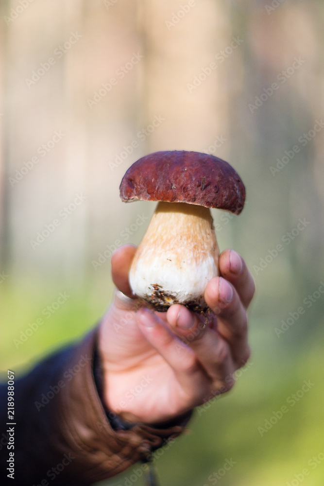 Freshly picked mushroom in the hand on the background of forest. Bolete mushroom Freshly picked mushroom in the hand on the background of forest. Bolete mushroom