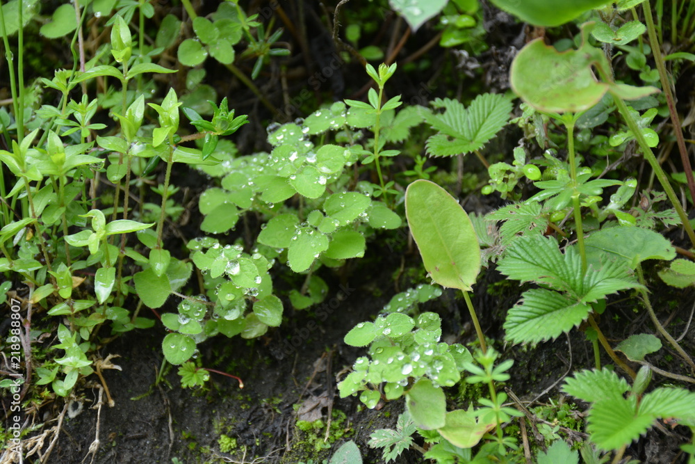 Morning fresh dew drops!