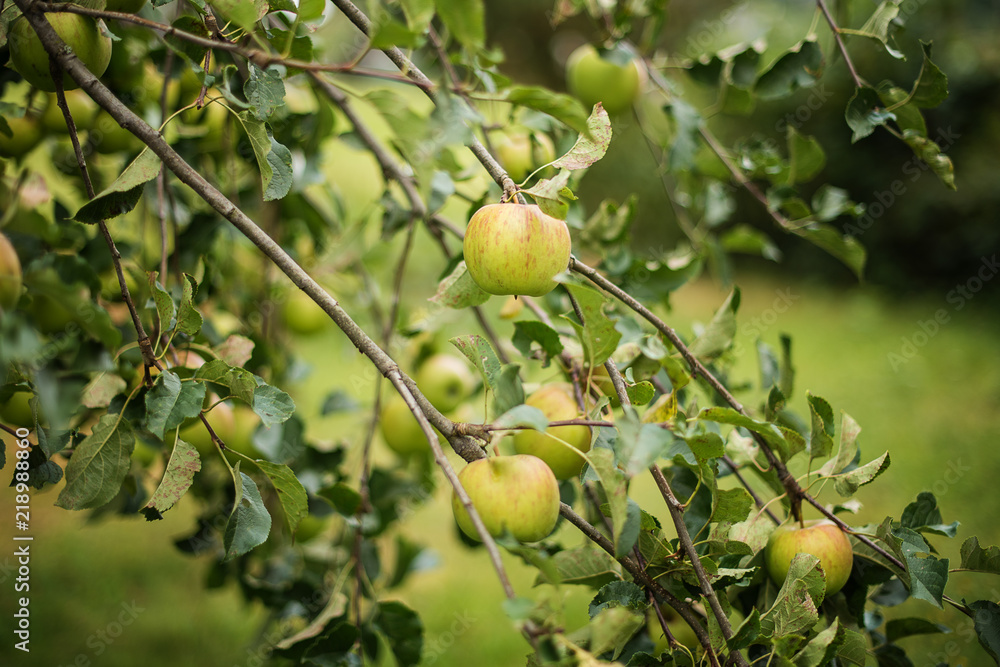 braeburn apple tree 