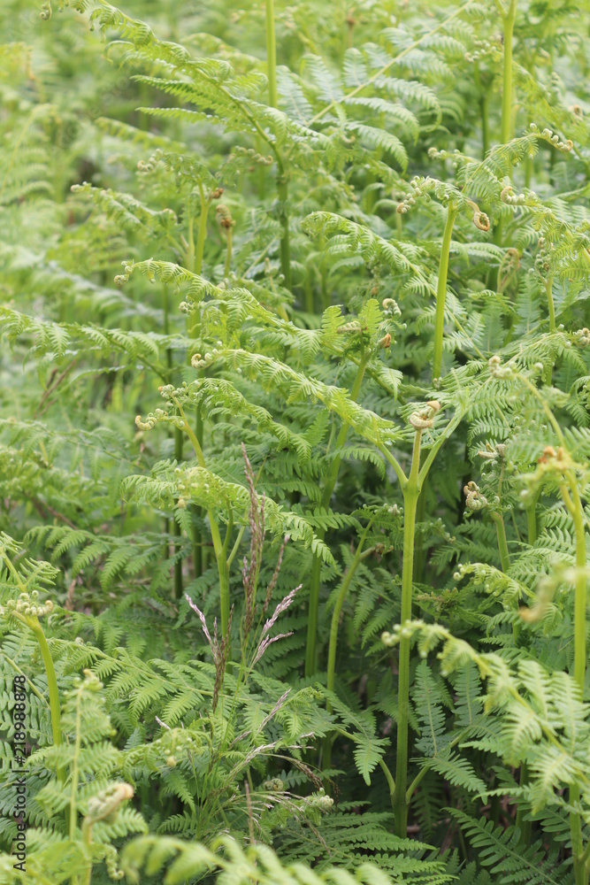 young plants in the garden young plants in the garden