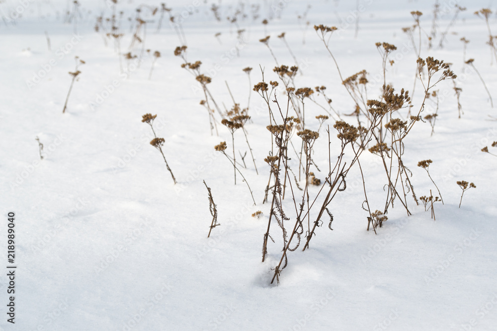 Obraz premium Dry brown grass in white snow. Dry plants appear through loose snow.