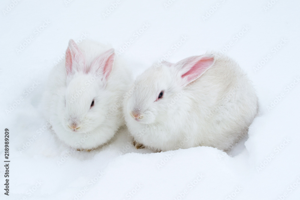 A pair of white fluffy rabbits on white winter snow A pair of white fluffy rabbits on white winter snow