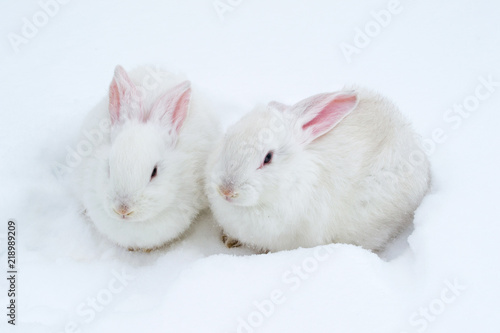 A pair of white fluffy rabbits on white winter snow © Oleh
