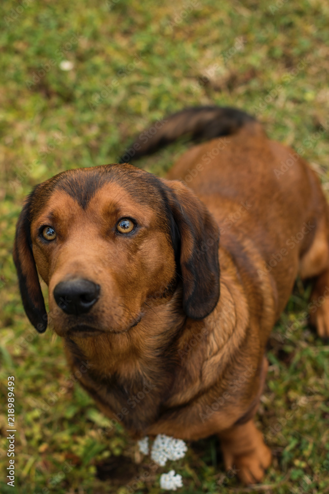 pure breed Alpine Dachsbracke dog  brown dog summer outdoor shot close up 