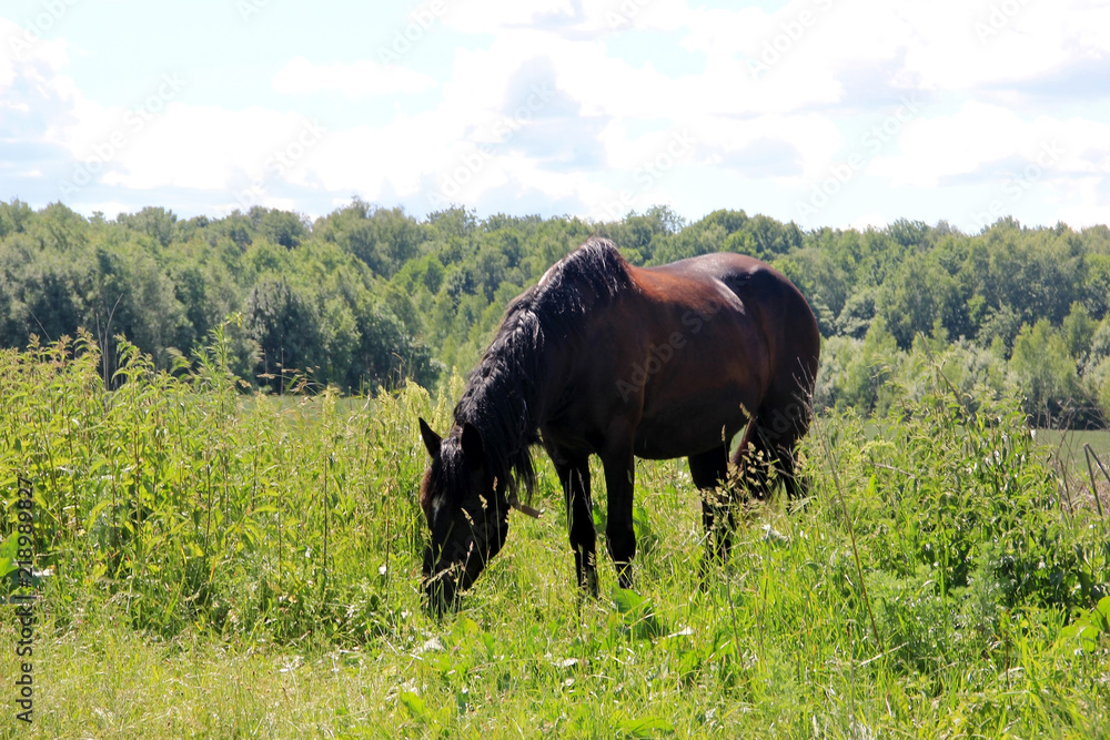 Horse on the pasture