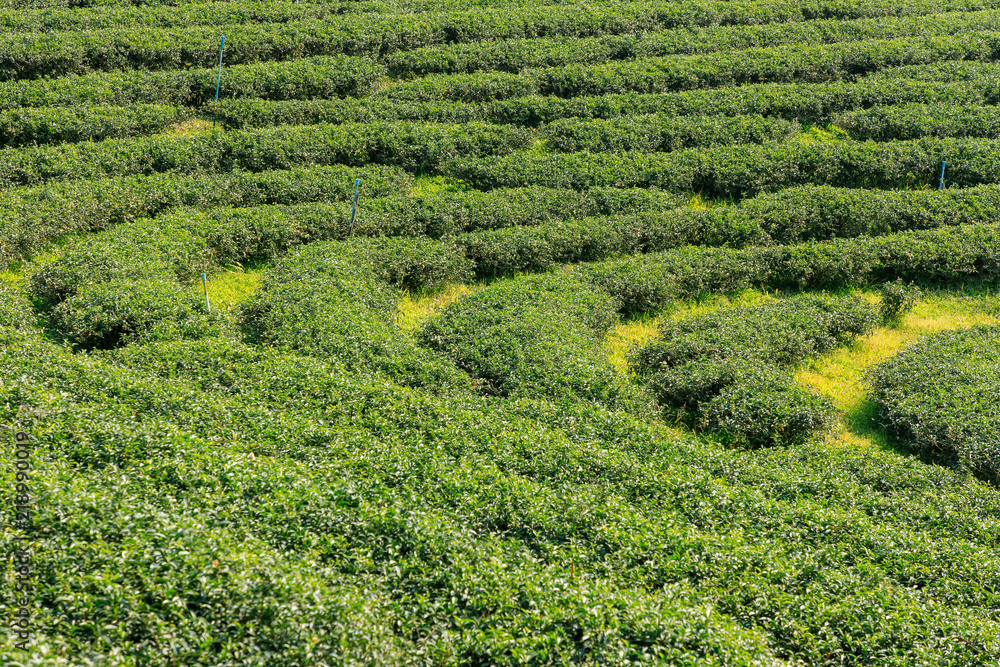 Tea plantation in Chiang Rai, north of Thailand