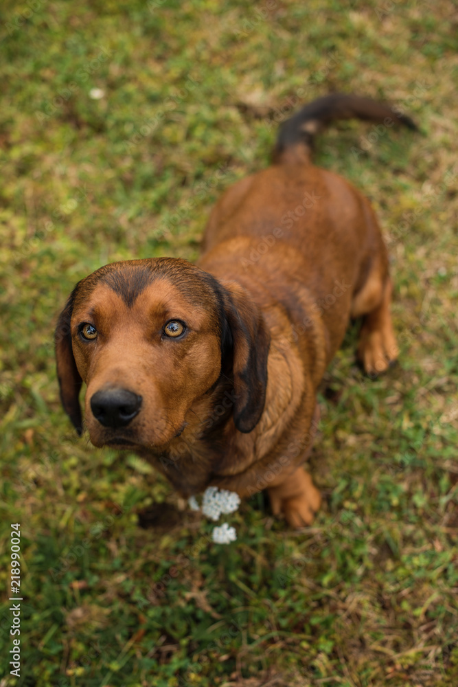 pure breed Alpine Dachsbracke dog brown dog summer outdoor shot close up pure breed Alpine Dachsbracke dog brown dog summer outdoor shot close up