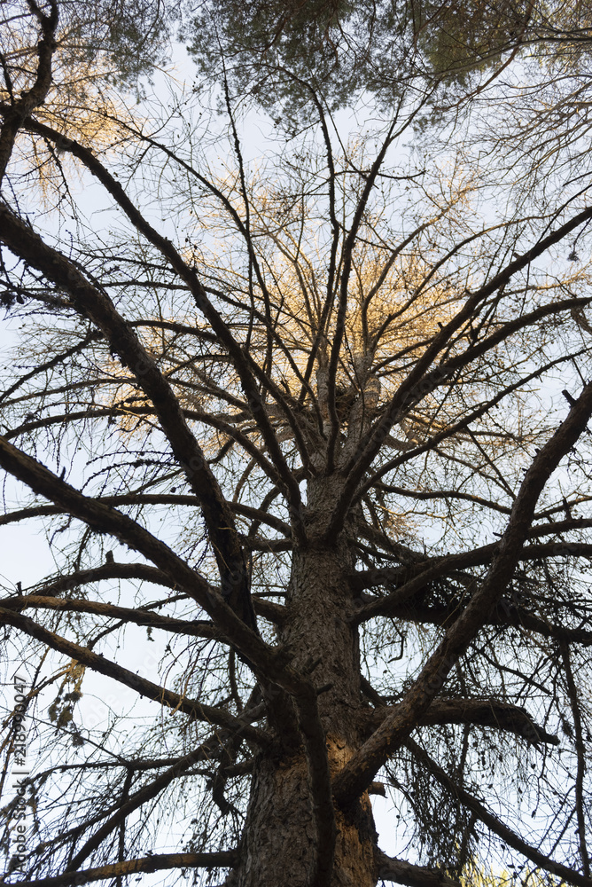 Fototapeta premium branchages