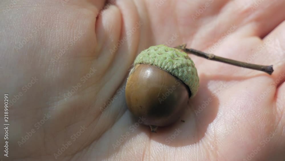 Acorn In Hand Hand holding acorn in palm moving towards camera lens. Close up ...