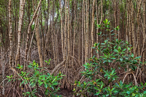 Mangrove trees on twilight time