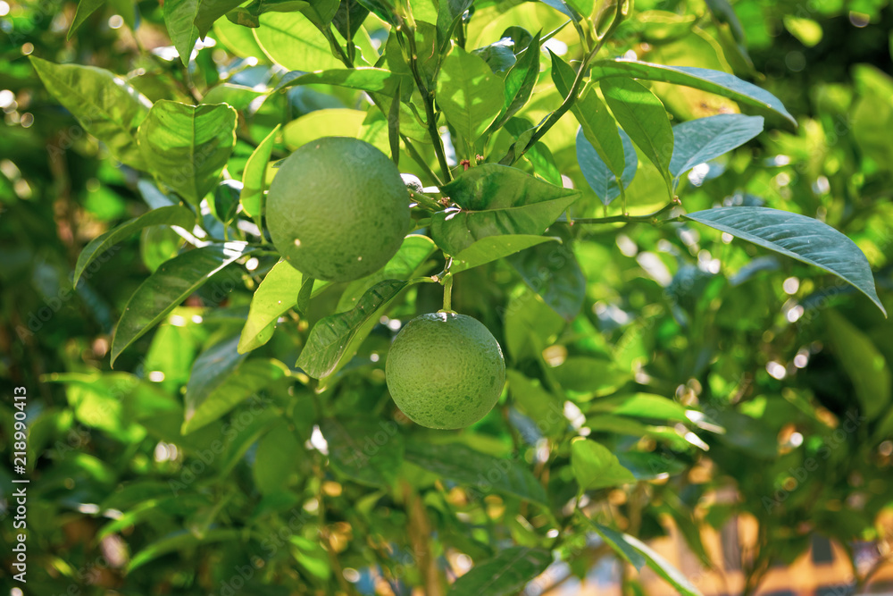 Зеленый апельсин висит на дереве с листьями в солнечных лучах