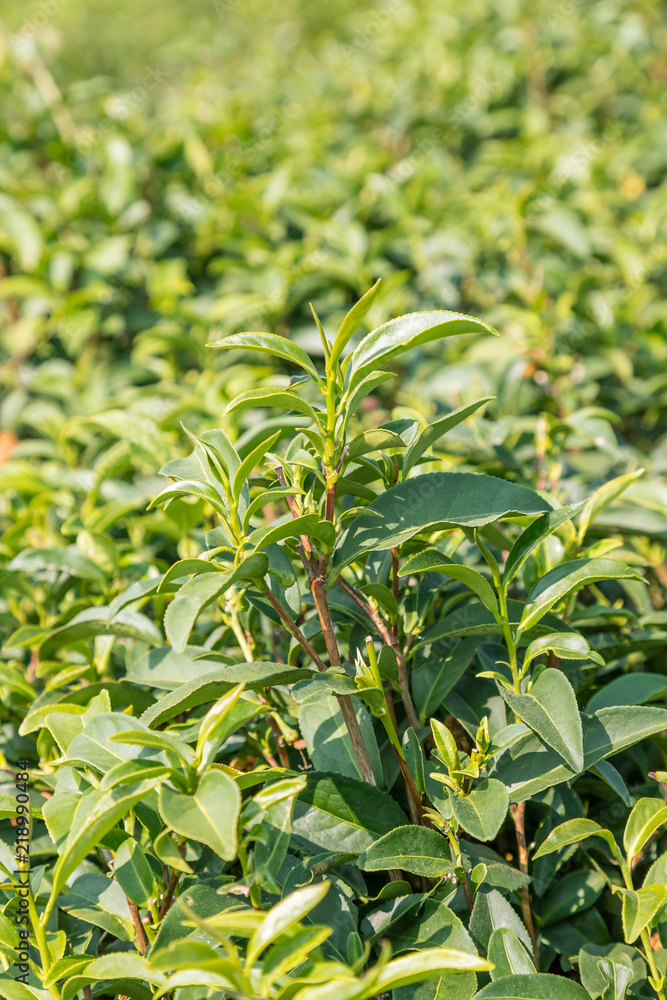 Tea leave in plantation close-up Tea leave in plantation close-up