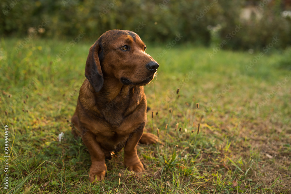 pure breed Alpine Dachsbracke dog  brown dog summer outdoor shot close up 