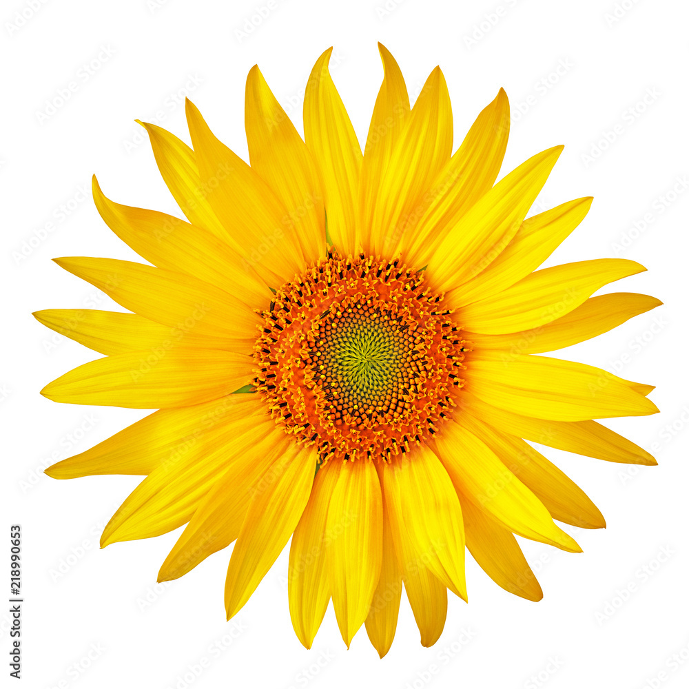 flower yellow orange sunflower, isolated on a white background. Close-up. Element of design. flower yellow orange sunflower, isolated on a white background. Close-up. Element of design.