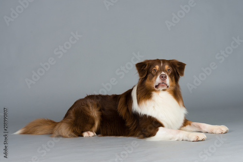 Hund Studio Süß Freisteller